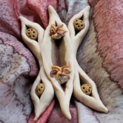 Hexasexual genitalia: Fideline